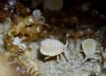 Geoica cfr. pellucida